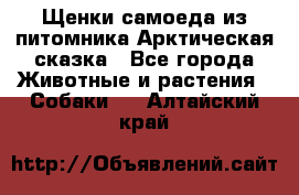 Щенки самоеда из питомника Арктическая сказка - Все города Животные и растения » Собаки   . Алтайский край